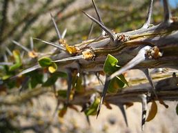 a thorn in the flesh